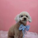 그루머공간 이미지