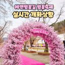 에덴벚꽃길 벚꽃축제 실시간 개화상황 다음주까지 축제 연장