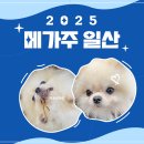 2025 일산 메가주 케이펫페어 펫 박람회 주차 정보, 식사, 후기