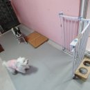 행복한요나네 이미지