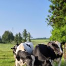 이시돌목장 이미지