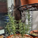 댕강댕강 이미지