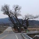 → 팽나무3거리 이미지