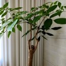 행복나무 이미지