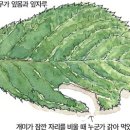 Re: 한국의 정서가 담겨있는 벚꽃 이미지