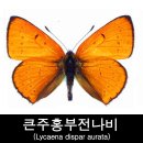 혀, 큰주홍부전나비 한 마리 / 김영식 이미지