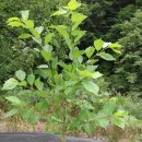 돌배나무 세그루 이미지