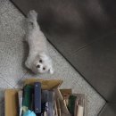 라르펫 | 강아지 저자극 샴푸, 예민한 피부를 위한 수의사의 비밀 레시피, 라르몽 슈퍼케어 샴푸 솔직 사용 후기