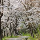 광주시 ‘걷고 싶은 우수 가로수길’ 설문조사[e미래뉴스] 이미지