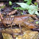 가재 [Korean fresh water crayfish] 이미지