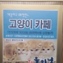 율하냥 | [고양이카페] 정말 깨끗하 쾌적한 "율하냥" 이색카페 데이트