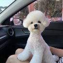 미용해주개 이미지