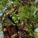 동거차도 구상 페페라이트 이미지