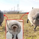 데굴데굴 이미지