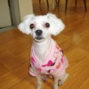 진선동물병원 이미지