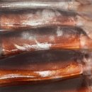 노랑오징어 이미지