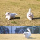 꼬동이네 이미지