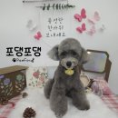 포댕포댕 이미지