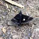 검은들로 이미지