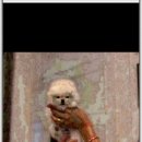 부산강아지분양 알프펫 이미지