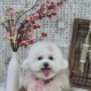 그루미뇽 이미지