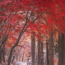 가을 사진 끝판왕! 한국의 가을 풍경 이미지
