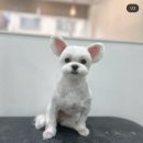 꽁꼼하개 이미지