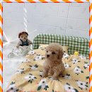 마마스미독 강아지분양 인천점 이미지