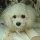 구미옥계동물병원 이미지