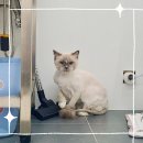 앙꼬네 미용실 | [미용후기] 렉돌 고양이 무마취 미용 전문 앙꼬의 미용일기 (신대방고양이미용, 신대방고양이무마취미용)