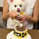 펫브로(Pet Bro) | 부평강아지케이크 <펫브로>Pet Bro- 댕댕이건강파티/인천수제간식