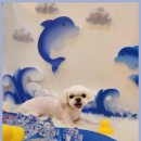 이끌리개 이미지