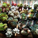 다육세상 이미지