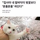 호식이빵 이미지