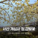 창건목장 | 서산 개심사 겹벚꽃과 전국에서 여기서만 볼 수 있다는 청벚꽃 개화 시기