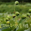 연꽃농원