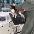 충남애견미용학원