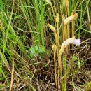 야고(野菰. Indian pipe). (이명 : 담배대더부살이. 사탕수수겨우살이) 이미지