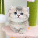 광주강아지분양 고양이분양 미유펫 본점 이미지