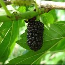 태동농장2 이미지