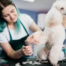 모델워킹(취미과정 / 주간) | 🐾 요즘 뜨는 애견미용·제빵 자격증, 워킹맘 부업으로 괜찮을까?