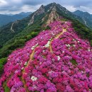 지리산천상화원 | 지리산 바래봉 철쭉제 실시간 개화상황 추천 코스 핑크빛 세상에 심쿵