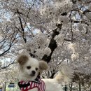 꽃길걷개 이미지