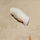 제스트(501) 이미지