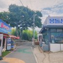 매미건어물