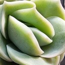 향원이네다육