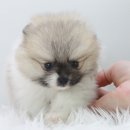 강아지,반하다 이미지