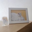 정왕프라자 | 배곧사진관에서 고양이 사진까지 도전한 후기