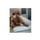 갑-250 | 올리브영아이리무버추천/ 식물나라 아이리무버 가성비갑 재재구매찐템 내돈내산후기