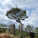 팽나무 농장 이미지